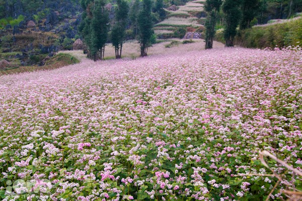 Coup d’envoi de la Fête des fleurs de sarrasin de Ha Giang - ảnh 2